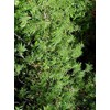 Fernleaf Bamboo – Bambusa Multiplex ‘Fernleaf’ – 4 Feet Tall