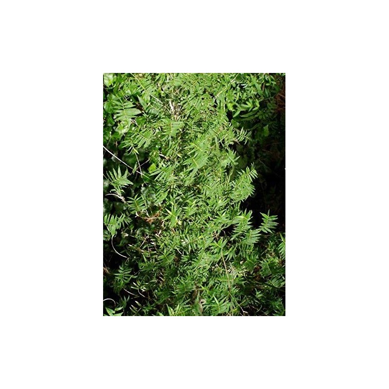 Fernleaf Bamboo – Bambusa Multiplex ‘Fernleaf’ – 4 Feet Tall