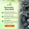Outsidepride Silver Shield Plectranthus Seeds - 30 Pcs Perennial, Shade-Adapted,