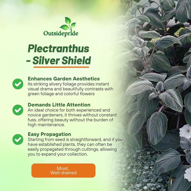 Outsidepride Silver Shield Plectranthus Seeds - 30 Pcs Perennial, Shade-Adapted,