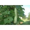 Edịble Long Bottle Gourd SéẹDs/Asian Indian Opo Squash/Dudi/Calabash/Long Melon -
