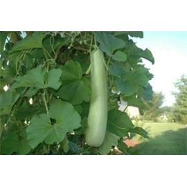 Edịble Long Bottle Gourd SéẹDs/Asian Indian Opo Squash/Dudi/Calabash/Long Melon - 10 SéẹDs Seeds_Easy_Grow