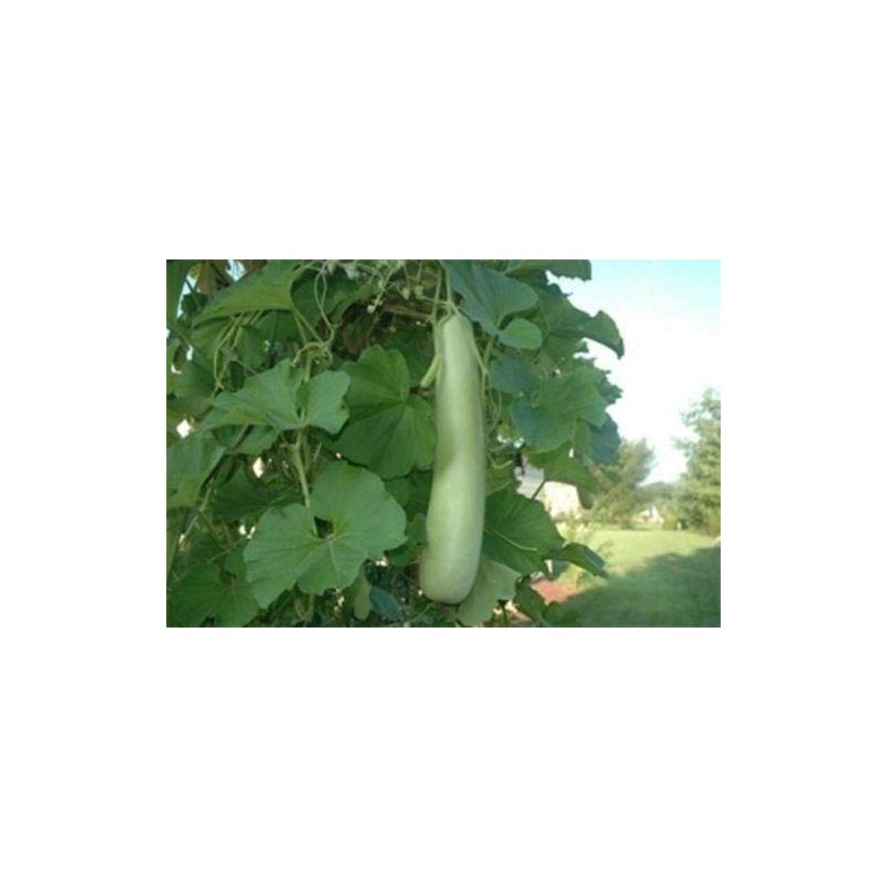 Edịble Long Bottle Gourd SéẹDs/Asian Indian Opo Squash/Dudi/Calabash/Long Melon -