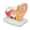 Human Ear Anatomical Model Clear Structure Simulation Inner Ear Model