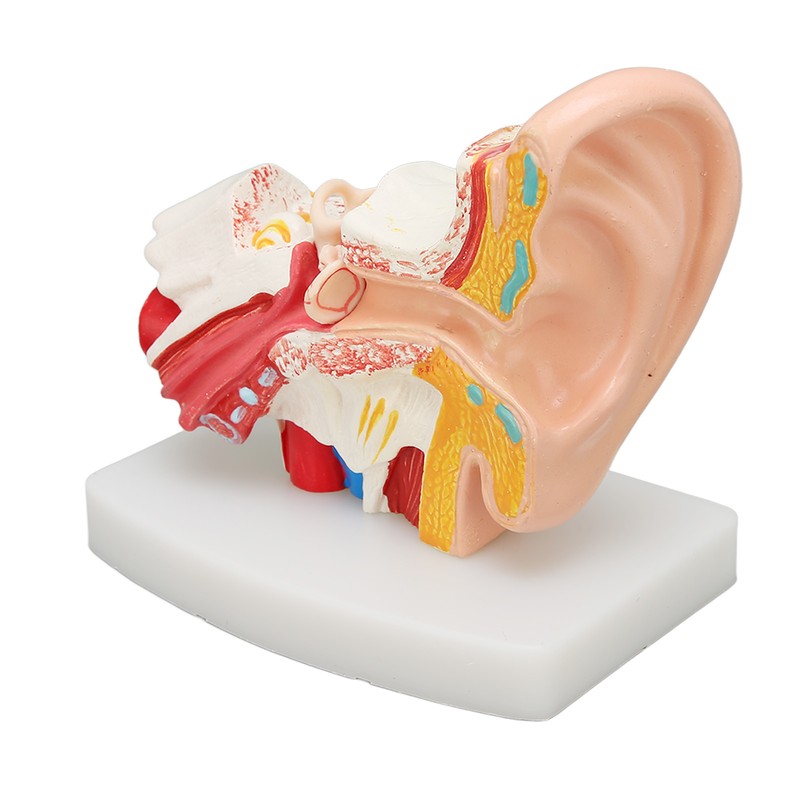 Human Ear Anatomical Model Clear Structure Simulation Inner Ear Model