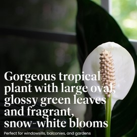 American Plant Exchange Peace Lily, Live Indoor Flowering Houseplant, Easy Care, Low Light, 6-Inch Pot W/Deco Cover, 15-24 Inches Tall, Home, Office & Patio Décor, Housewarming or Sympathy Gift