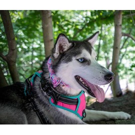 Lionheart glory Floral Rose Print Dog Collar Adjustable Soft Dog Collar with Bowtie, Girl Pet Collars for X-Small Small Medium Large Dogs