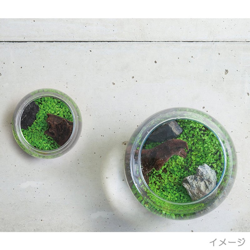 Seishin Ceramics Growing Aquatic Plants S Approx. 12.6x12x11.6cm GD-812