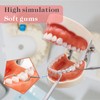 Typodont Teeth Model with Removable Teeth,Dental Tooth Model Suitable for
