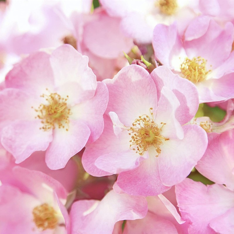 Weleda Wild Rose Pampering Body Lotion - 6.8 Oz, 6.8