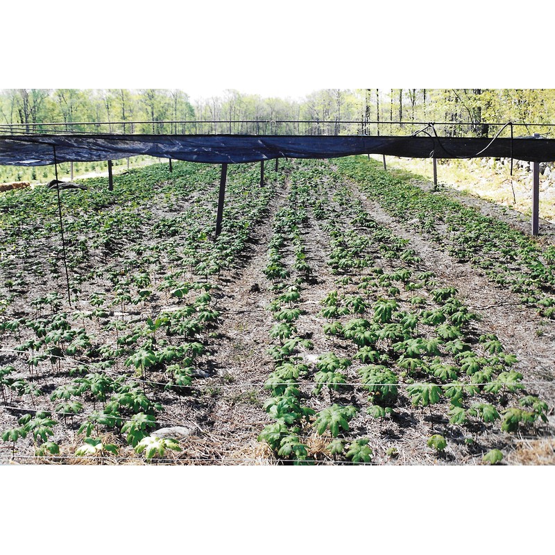 Maui Medicinal Herbs Goldenseal Root Powder 7gm = 1/4 oz.