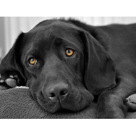 Diamond Art Painting by Number Kits for Adults Black Labrador Dog Round Full Drill DIY 5D Diamond Art Easy for Beginner Cross Stitch Mosaic Craft Hobby Wall Art for Home Decor 40x50cm