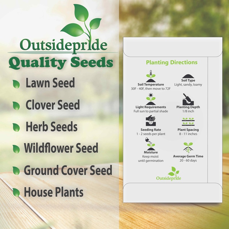 Outsidepride 25 Seeds Oyster Plant Leaf Seeds for Planting Indoors