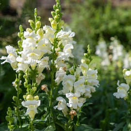 Snapdragon Seeds - Snowflake - Packet - White Flower Seeds, Heirloom Seed, Open Pollinated Seed Attracts Bees, Attracts Butterflies, Attracts Hummingbirds, Attracts Pollinators