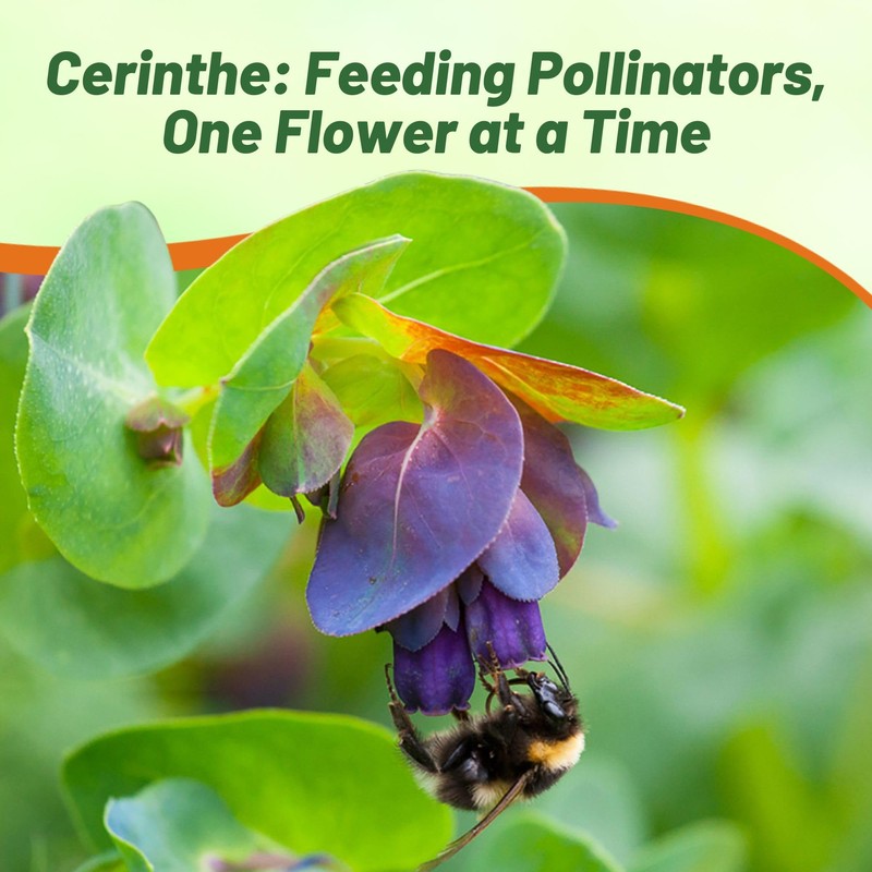 Outsidepride Cerinthe Major Honeywort Seeds - 50 Pcs. Annual, Self-Sowing