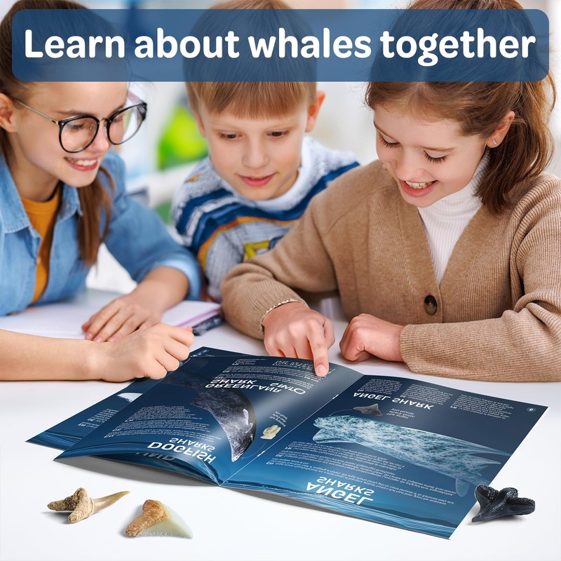 Eggbox Shark Tooth Digging Kit for 6-12 Years Old Kids