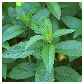 Everwilde Farms - 1 Oz Peppermint Herb Seeds - Gold Vault
