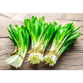 Wild Garlic Ramsons Buckrams Wild Onion 40 Non-GMO Seeds for Planting