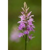 Goat’s Rue Herb (Galega L. - Galega Officinalis Herba) Health