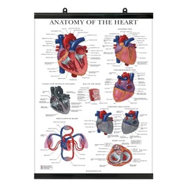 Palace Learning Heart Anatomy Poster - LAMINATED WITH PLASTIC FRAME - Anatomical Chart of the Human Heart - 18" x 24"