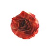 Zac's Alter Ego Shaded Blood Red Rose Flower on Concord