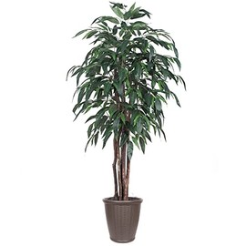 Vickerman 6' Artificial Mango Executive Tree, Brown Round Plastic Container.
