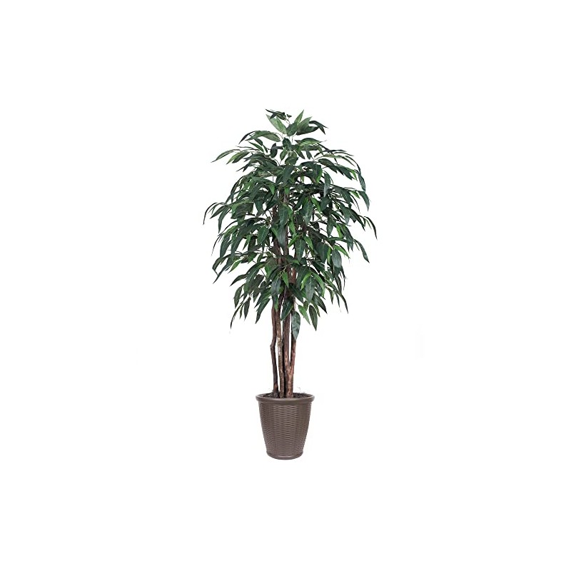 Vickerman 6' Artificial Mango Executive Tree, Brown Round Plastic Container.