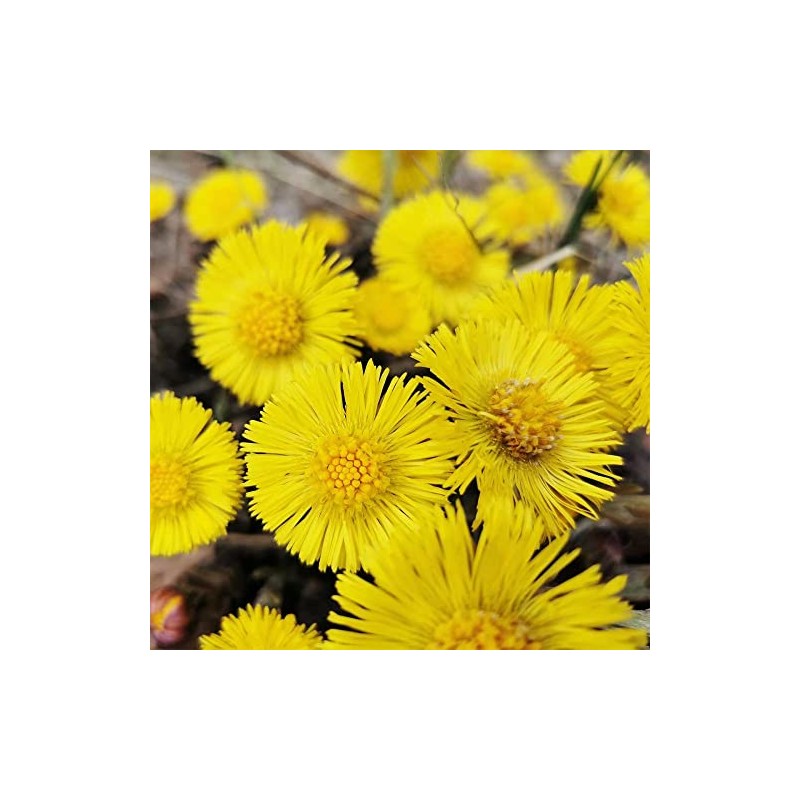 RAUSCH Coltsfoot Anti-Dandruff Shampoo 200 ml