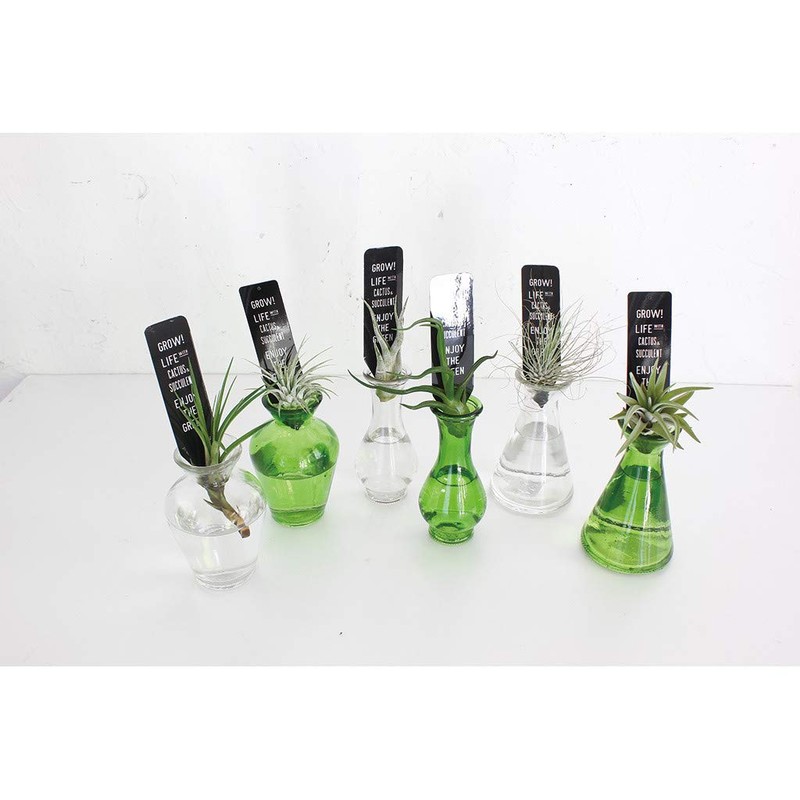 Spice of Life Tiny Glass Flower Base