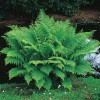 Ferns 20 Lady Fern Roots/Root Systems - Common Ladyfern Plants