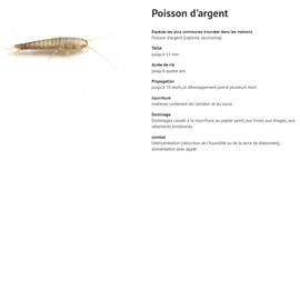 AER Silverfish Trap Pack of 3, Grey