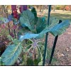 LONGHEAD COLLARD GREEN (AFRICAN TREE COLLARD HYBRID-LONGHEAD) 100 SEEDS -6