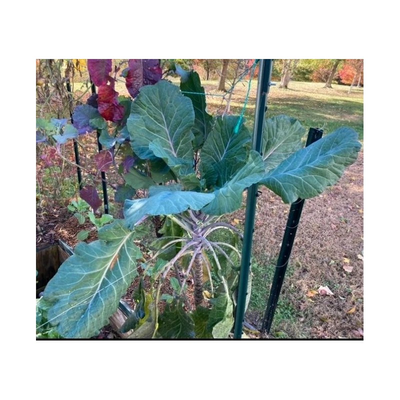 LONGHEAD COLLARD GREEN (AFRICAN TREE COLLARD HYBRID-LONGHEAD) 100 SEEDS -6