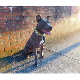 Country Brook Petz Martingale Dog Collar - Heavy-Duty Training Collar - Vibrant Floral Collection with Charming Designs - Sunflowers, Large