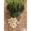 White Onion Sets, Non-GMO Bulbs for Planting, 100 Count by