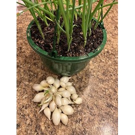 White Onion Sets, Non-GMO Bulbs for Planting, 100 Count by Forever Seed Store