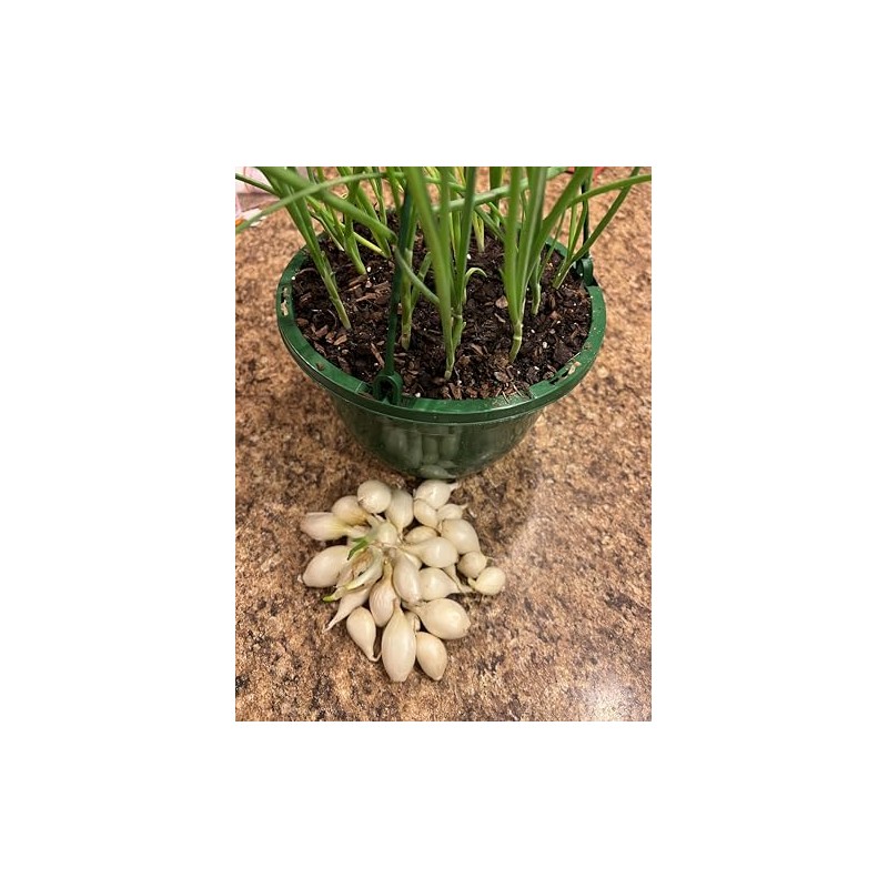 White Onion Sets, Non-GMO Bulbs for Planting, 100 Count by