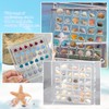 FHBHJNATC Shell collection box, shell box, seashell display box, suitable