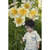 Lily Bulbs Mix, Tree Lilies in Various Varieties and Colours,