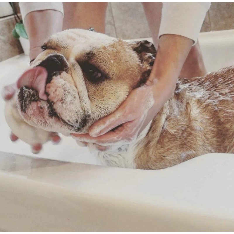 Skinny & CO. Rescue Skinny Paw Pet Shampoo-Made with Coconut