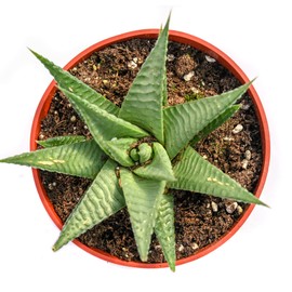 Live Haworthia Succulent Plant – Fully Rooted Large 4-Inch Haworthia Succulent (Haworthia Limifolia Lime)