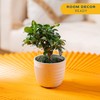 Costa Farms Bonsai Miniature Tree Live Plant in Decorative Pot,