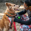 Nathan Dog Harness. Teaching Attachment/No Pull/Reflective/Lift Handle. for Running or