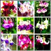 Mixed Fuchsia Flower Seeds Perennial Home Bonsai 100 Pcs Seeds