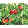 Plum Meat Extract (Granular) 5.3 oz (150 g), Made with