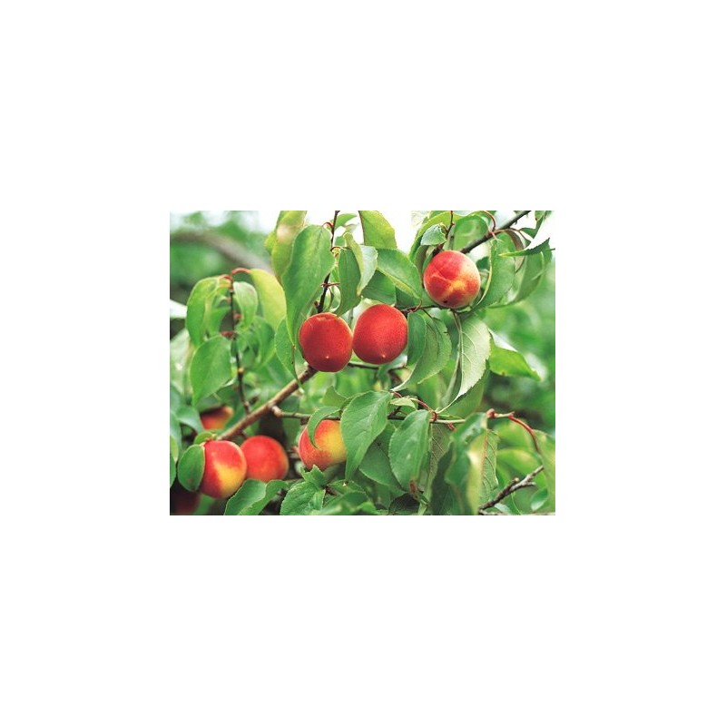 Plum Meat Extract (Granular) 5.3 oz (150 g), Made with
