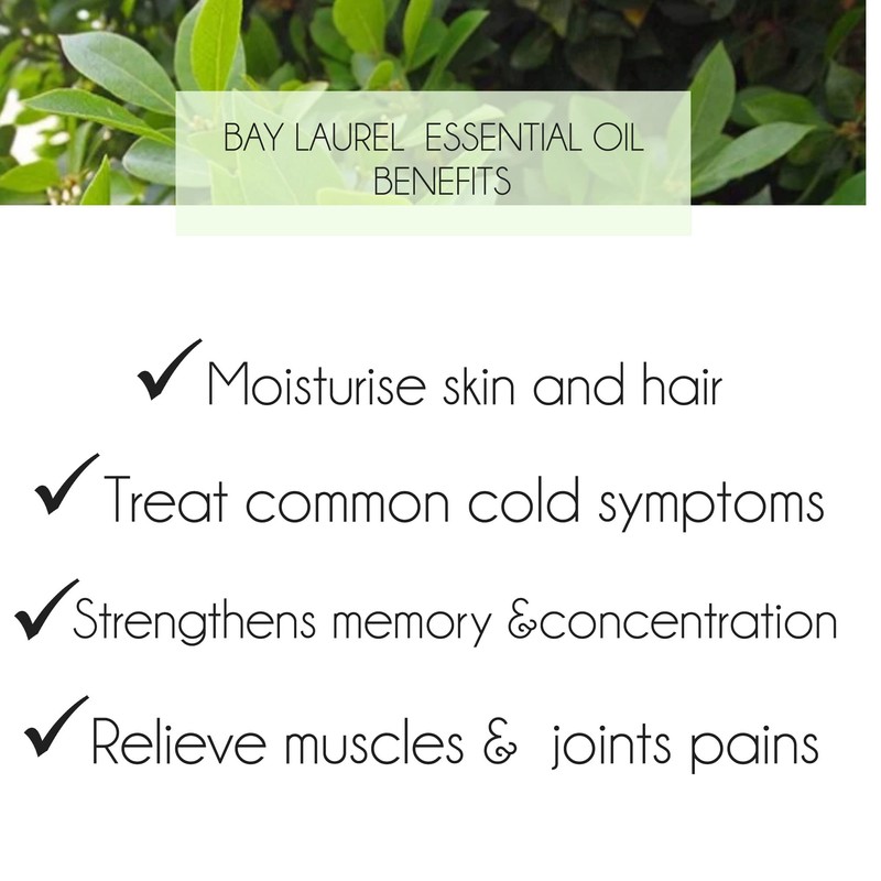 purelyBlack Bay Laurel Essential Oil [ Laurus nobilis ] 10ml