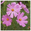 Everwilde Farms - 1/4 Lb Pinkie Cosmos Wildflower Seeds -
