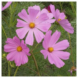 Everwilde Farms - 1/4 Lb Pinkie Cosmos Wildflower Seeds - Gold Vault