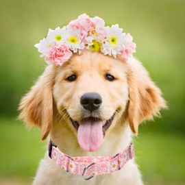 Martingale Dog Collar, No Pull Comfortable Choke Collars for Dogs That Pull with Leash Prevent Slipping Out Training Collars for Small Medium Large Dogs Daisy,Martingale Collar+Leash Large